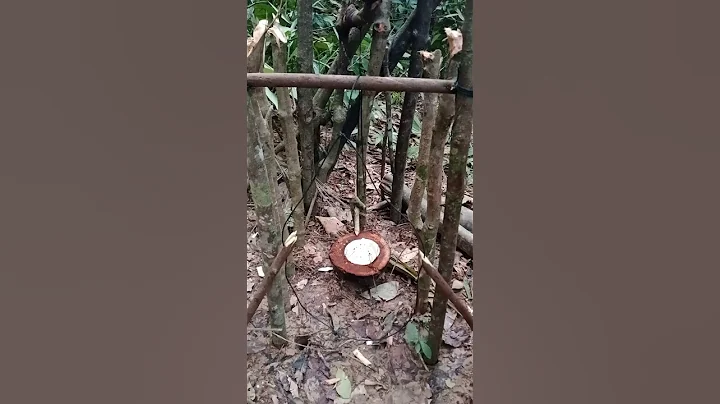 Survival Skills: wild boar trap 2 #trap #survival #bushcraft