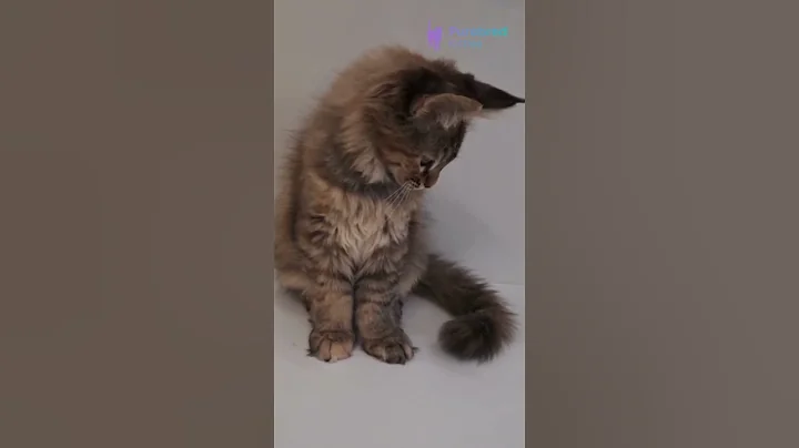 Video 11615811: black maine coon, maine coon girl, eyed maine coon, beautiful maine coon, mainecoon