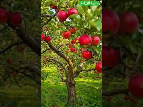 شجرة التفاح المباركة زراعة  