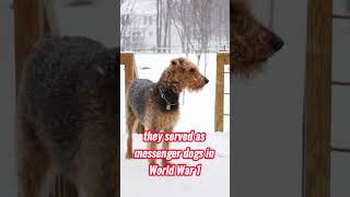 Airedale Terrier