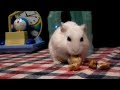 殻付きピスタチオの殻が割れない残念なハムスター！Hamster that can't break the shell