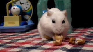 殻付きピスタチオの殻が割れない残念なハムスター！Hamster that can't break the shell