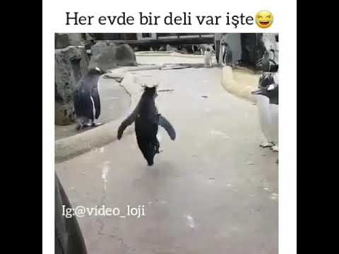 her evde bir deli var işte 😁