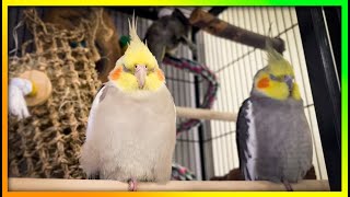 : Happy 'Tiels Singing & Sleeping  | The Bird Sanctuary | 3hrs of Singing