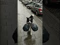 sometimes dogs are cleaner then humans
