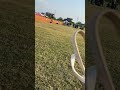 頑張ったけど予選落ちしたハナ