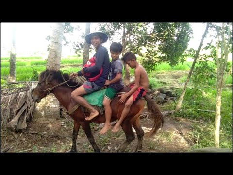 Video: Paano Matutunan Ang Pagsakay Sa Kabayo