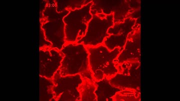 Bioconjugate Chemistry : Fluorogen Activating Protein-Affibody Probes: Modular, No-Wash...