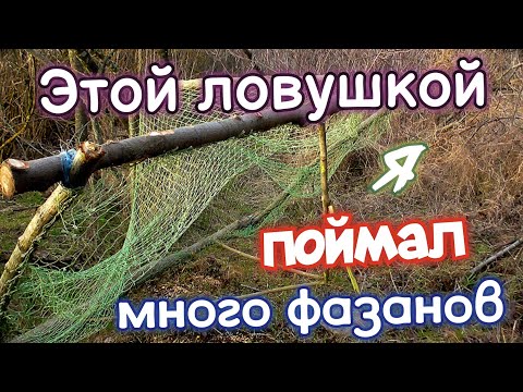 КАК СДЕЛАТЬ ЛОВУШКУ НА ФАЗАНА! Охота на фазана. Охота БЕЗ ружья. Как поймать фазана.