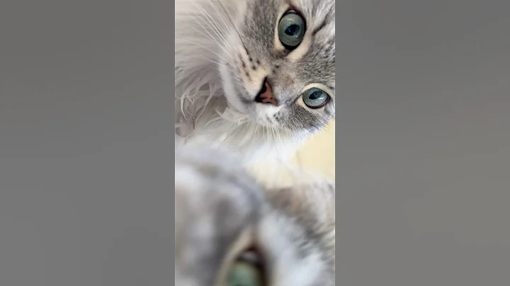 Video 11712711: siberian forest cat, beautiful forest cat