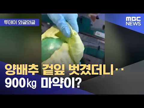 [와글와글] 양배추 겉잎 벗겼더니‥900㎏ 마약이? (2026.09.14/뉴스투데이/MBC)