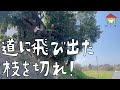 第72話 放置された巨木と向き合う。高枝切最高！春の外作業も最高！【CAT HOUSE DIY】