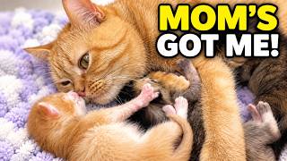 Mom Cat Holds Her Tiny Kitten Close - Ginger’s First Week With Her Babies
