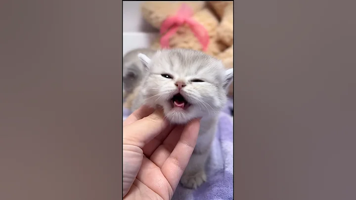 Video 11604661: baby cats kitten meowing, pets meow, funny kittens baby cats, cute kitty