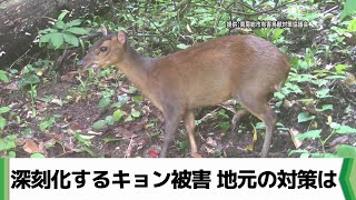【千葉県産】鹿の仲間キョンの頭骨 千葉県で大量繁殖 茨城県神栖市や筑西市などで動物「キョン
