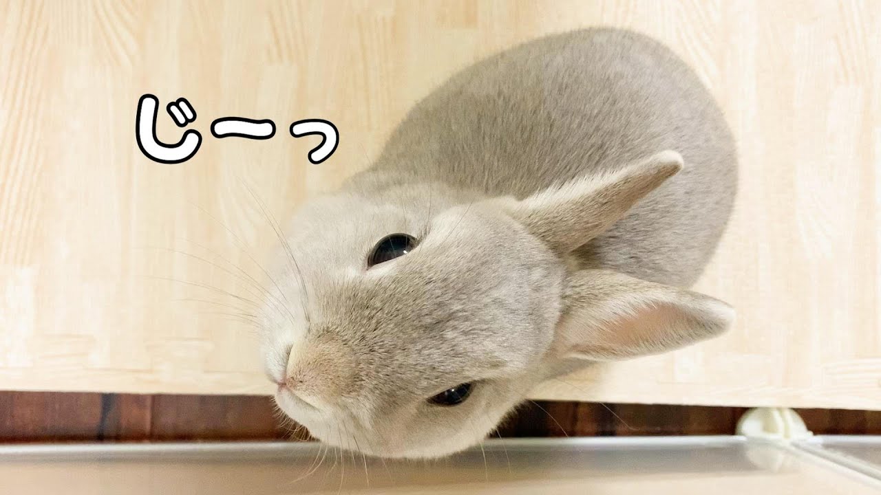 飼い主と遊びたくなると 目をじーっと見つめて訴えるうさぎさんがかわゆい Youtube 飼い主と遊びたくなると 目をじーっと見つめて訴えるうさぎさんがかわゆい Youtube