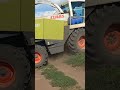 Силосовка 2023 . Claas Jaguar 870