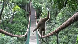 Gibbon on the monkeyland bridge.