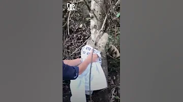 Ленивец благодарит своего спасителя #shorts #animals