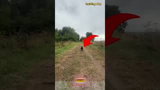 The Four-Legged Bullet🐕#dogs #dog #dogshorts #doglife #pets #puppy #germanshepherd #k9 #dogtraining