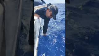 Marlim Branco Liberado Lancha Sharkattack - Pescador Lucas Pagani