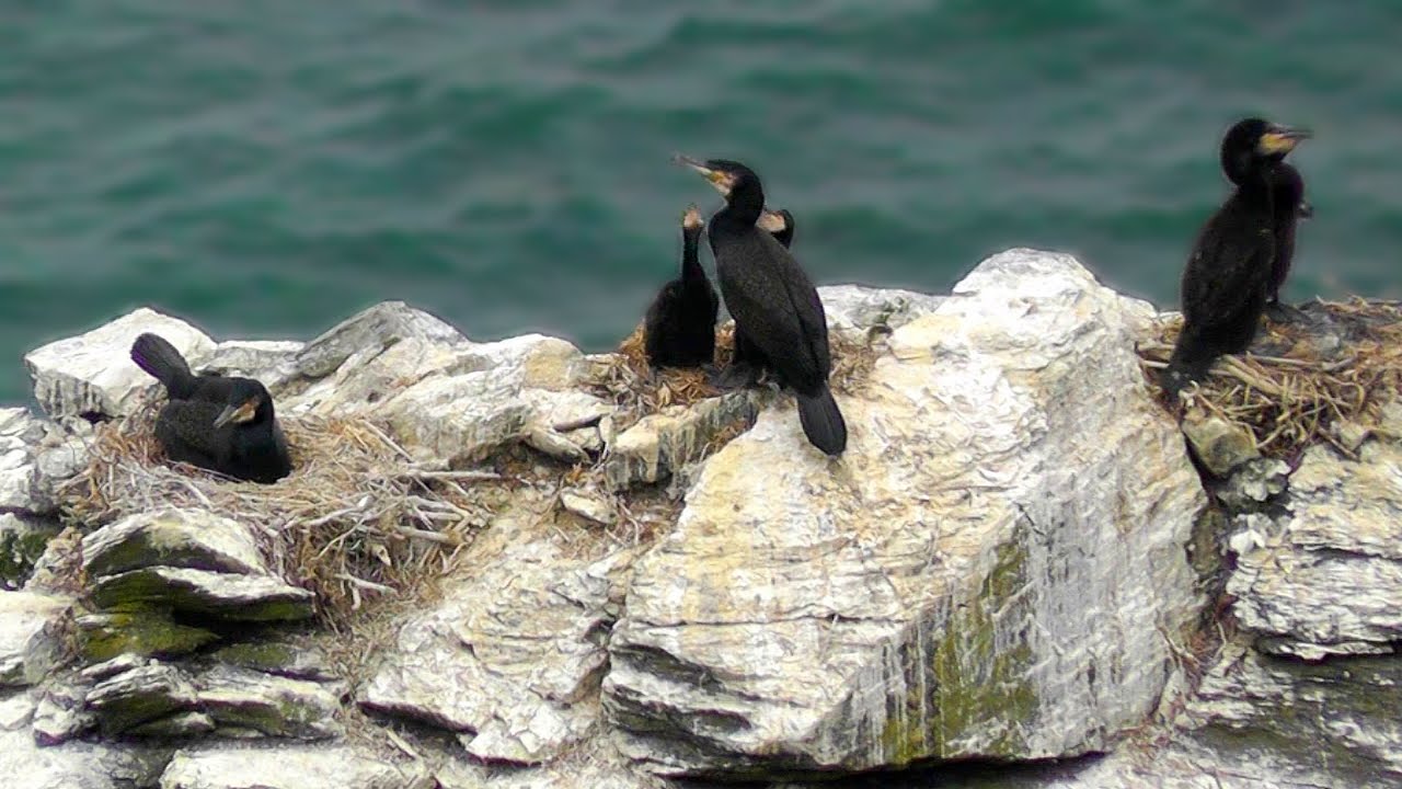 Cormorant Rock Chicks at Hells Mouth in Cornwall YouTube