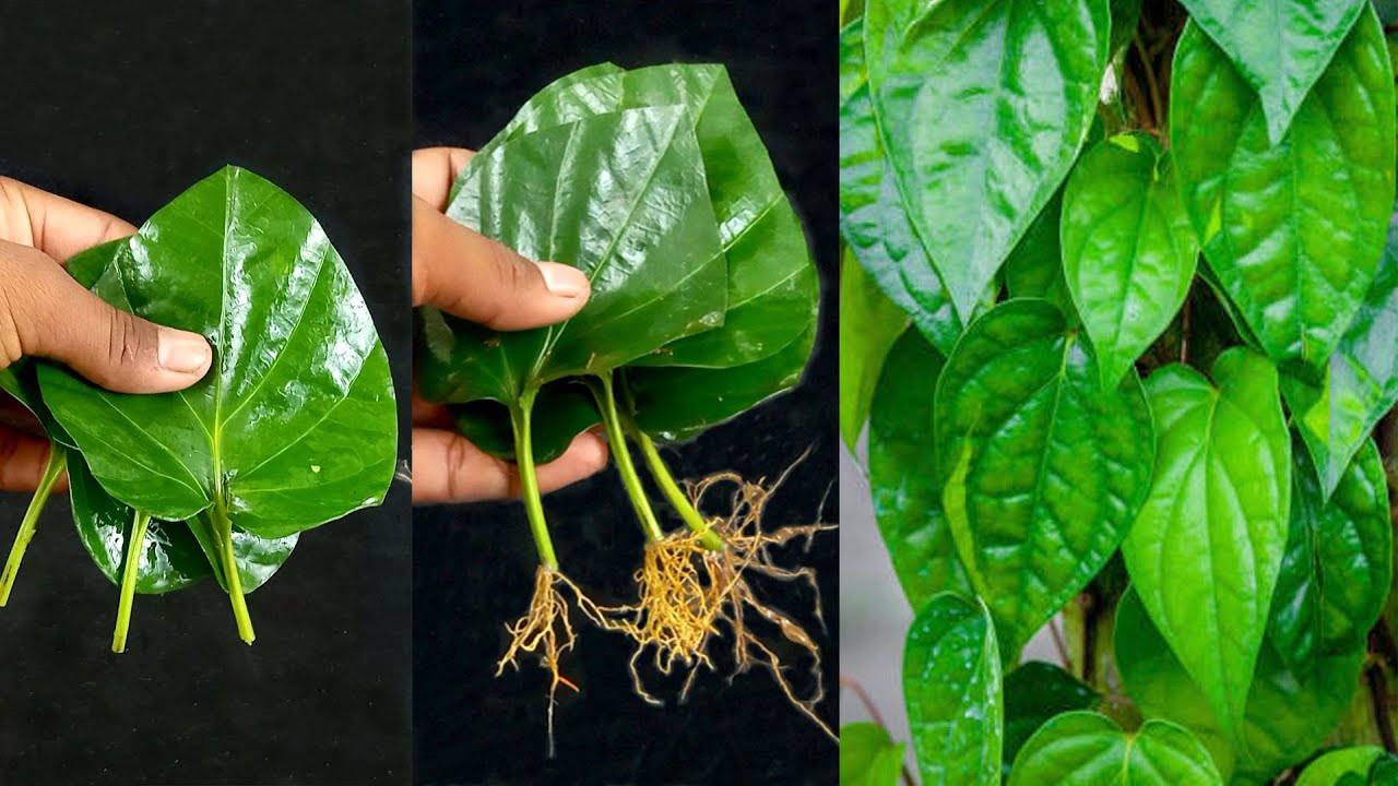 How To Grow Betel Leaf Plant From Leaf Propagate Betel Leaf Tree From how-to-grow-betel-leaf-plant-from-leaf-propagate-betel-leaf-tree-from