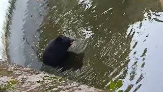Bear Dance