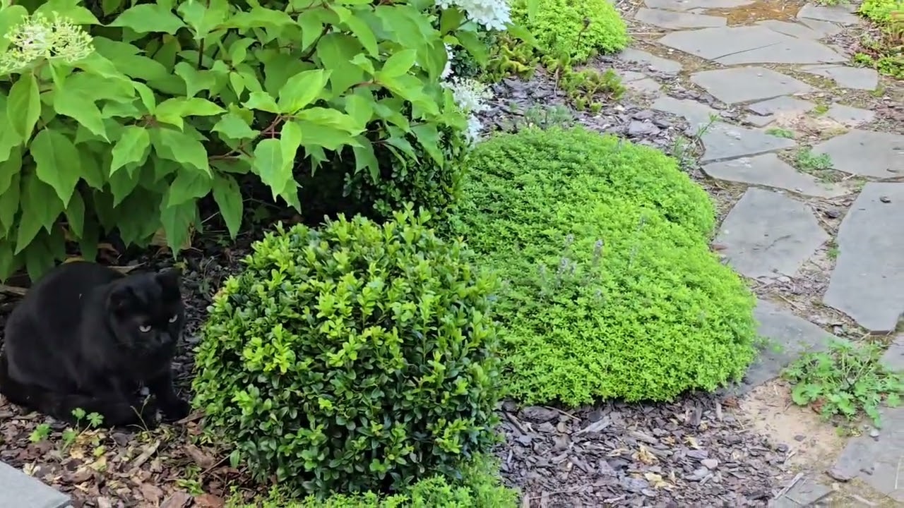 Холмы из можжевельника казацкого 