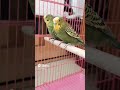 My New Pet Budgerigar