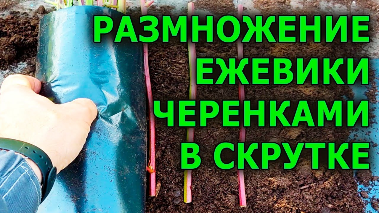 КАК РАЗМНОЖИТЬ ЕЖЕВИКУ СТЕБЛЕВЫМИ ЧЕРЕНКАМИ В СКРУТКЕ ОСЕНЬЮ. РАЗМНОЖЕНИЕ ЕЖЕВИКИ ЧЕРЕНКАМИ ОСЕНЬЮ.