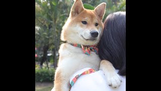 OKEYPETS hot sale custom logo sublimation neoprene polyester dog leash with pet collar bowtie