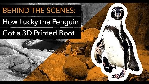 Behind the Scenes: How Lucky the Penguin Got a 3D Printed Boot