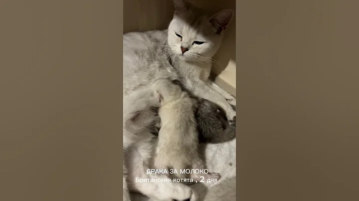 Video 6781771: british shorthair chinchilla, british shorthair cattery, british chinchilla kittens, british chinchilla cat, cat kitten funnycats, born cat kitten, funny cat