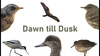 Can I finally see a Short Eared Owl?   Dawn till Dusk at Rainham Marshes