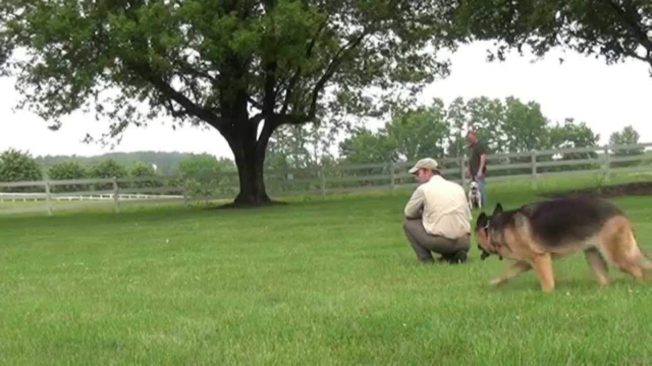 How To Stop Aggressive Dog Play