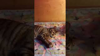 Тойгер питомника FairyBerendey Тойгер питомника FairyBerendey