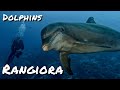 Rangiroa  dolphins  scuba diving  french polynesia