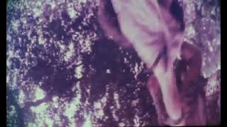 Walet merah-Panji tengkorak vs tangan besi (versi layar tancap)