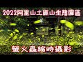 2022阿里山螢火蟲 firefly | 土匪生態園區 | 螢火蟲 firefly | 土匪山 | 桐花 | 縮時攝影 | time lapse photography