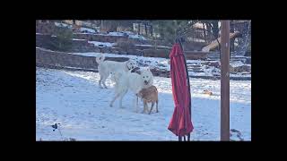 Dogs at Play: #pyrenees #yellowlab by Unleashed DDC MT 13 views 1 month ago 21 seconds