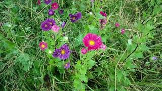 Chrysanthemum Garden Natural Flowers
