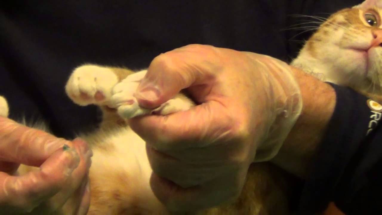 How to Apply Soft Paws Nail Caps to a Cat - YouTube