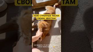 Вы же тоже поете дурацкие песенки своим хвостам?😁 шампунь для животных #WW309894 #милыеживотные