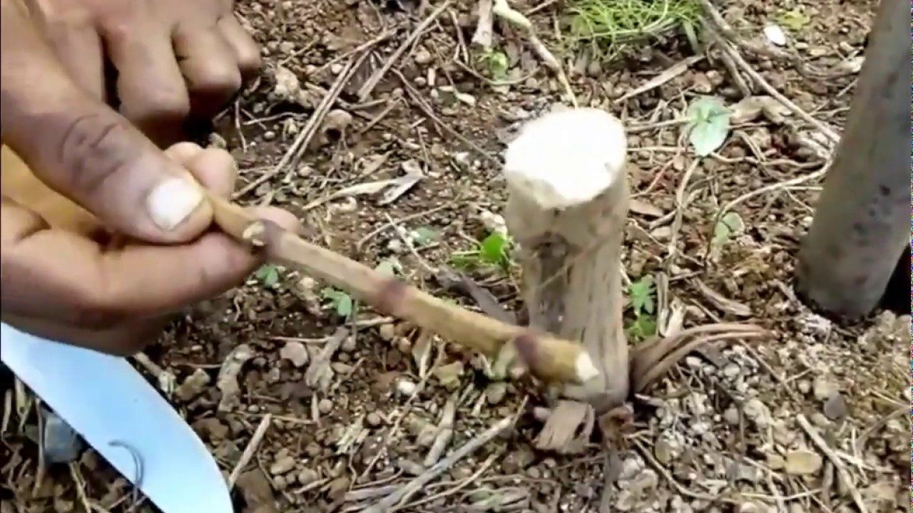 enxerto de uvas passo a passo