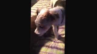 Betta Bridges Pet Ear Cleaner for Dogs - 2014 and Beyond #doglovers