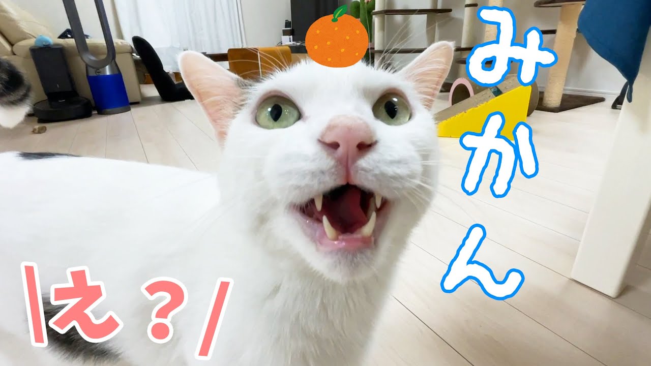 唐突に「みかん」と言うお喋り猫チロさん