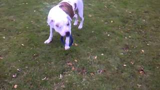 Kents Farm Kennels - Boarding.