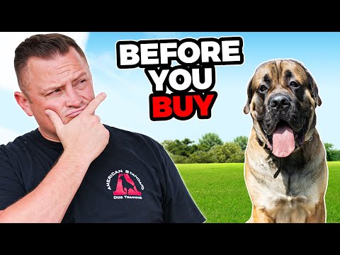 Is the ENGLISH MASTIFF Right for You?