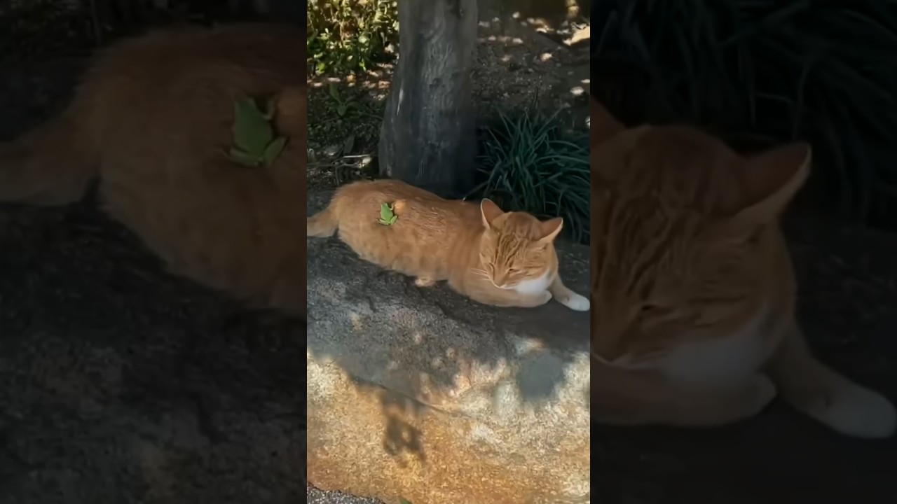 Orange Cat Lounges on Rock as Frog Jumps Onto Its Back